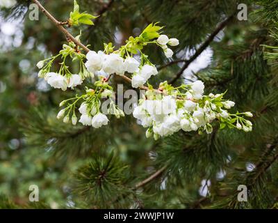 White spring blossom of the early spring flowering Japanese cherry tree, Prunus 'Shirotae' Stock Photo