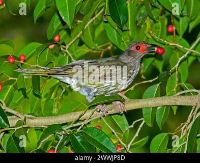 Juvenile male Figbird Sphecotheres vieilloti, vivid red face patch, among foliage of native tree with small red fig in bill, in city park Australia Stock Photo