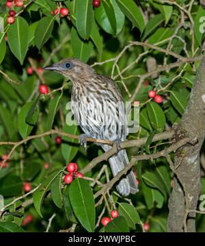 Female Green Figbird Sphecotheres vieilloti, perched among foliage of native tree with small red figs in city park in Australia Stock Photo