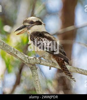 Australian Laughing Kookaburra, Dacelo novaeguineae, with bill open, perched on a branch against a light blue background Stock Photo