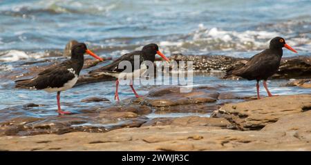 Pied oystercatchers and sooty systercatcher on coastal rocks with blue water lapping at their feet in Australia Stock Photo