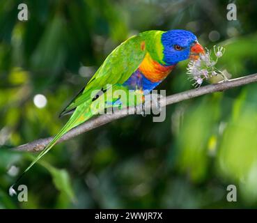 Spectacular Australian Rainbow Lorikeet, Trichoglossus haematodus, feeding on pink flowers of native corkwood tree, Melicope elleryana, in garden Stock Photo