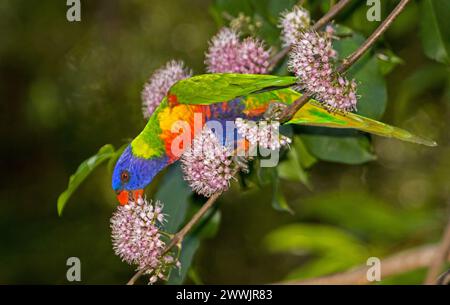 Spectacular Australian Rainbow Lorikeet, Trichoglossus haematodus, feeding on pink flowers of native corkwood tree, Melicope elleryana, in garden Stock Photo