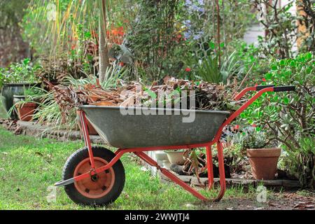 Metal wheelbarrow loaded with garden waste to be recycled as mulch - beside garden bed with verdant foliage in Australia Stock Photo