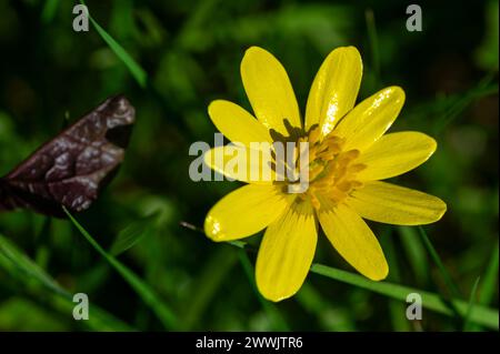 Yellow Lesser Celandines wildflowers, Ficaria verna Stock Photo