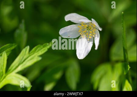 Wood Anemone flowering in early spring - Anemonoides nemorosa Stock Photo