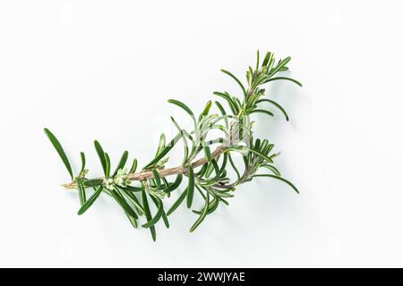 a sprig of rosemary on a white background Stock Photo