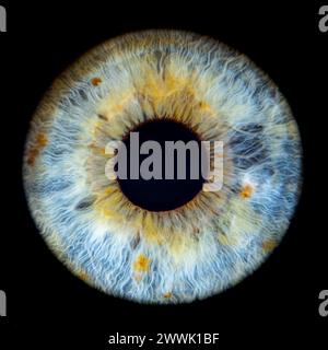 Description: Macro photo of human eye on black background. Close-up of female blue-green colored eye with yellow spots. Structural Anatomy. Iris Detai Stock Photo