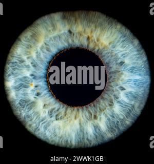 Description: Male Blue-Green Colored Eye With Lashes. Pupil Opened. Close Up. Structural Anatomy. Human Iris Macro Detail. Stock Photo
