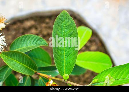 Guava leaf, Guava leaves, Guava foliage, Macro shot Stock Photo