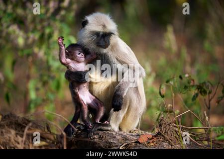 Silly baby gray langur monkey with his mother, Kanha National Park, India Stock Photo