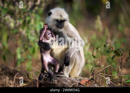 Silly baby gray langur monkey with his mother, Kanha National Park, India Stock Photo