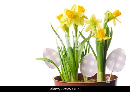 Pot with narcissus  flowers, daffodils close up decorated with easter eggs, isolated on white. Stock Photo