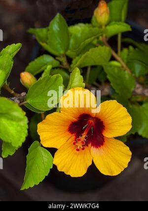 Spectacular golden yellow flower with dark red centre of Hibiscus sinensis 'Petite Sunrise on background of bright green leaves in Australia Stock Photo