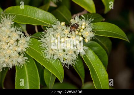 Clusters of fluffy cream coloured flowers and green leaves of Backhousia citriodora, Lemon Scented Myrtle, Australian tree with insect on flowers Stock Photo