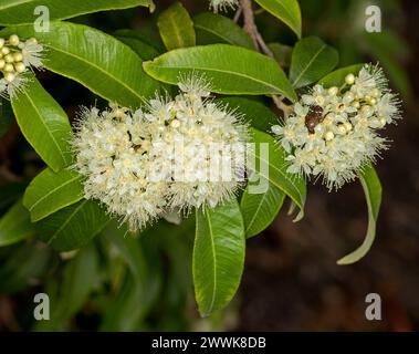 Clusters of fluffy cream coloured flowers and green leaves of Backhousia citriodora, Lemon Scented Myrtle, Australian tree with insect on flowers Stock Photo