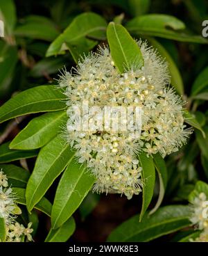 Clusters of fluffy cream coloured flowers and green leaves of Backhousia citriodora, Lemon Scented Myrtle, Australian native tree Stock Photo