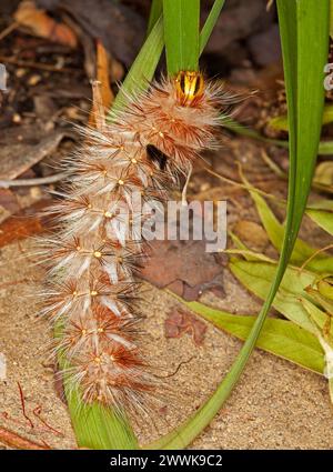 Caterpillar, Anthela varia, Hairy Mary with spines that can inflict painful sting, larva of Varied Anthelid Moth, on green leaf in Australian garden Stock Photo