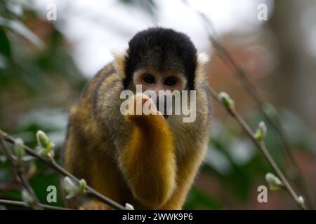 A Black-capped squirrel monkey eating spring growth on a tree Stock Photo