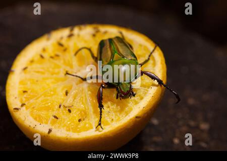 A Eudicella gralli flower beetle sitting on a piece of orange fruit Stock Photo