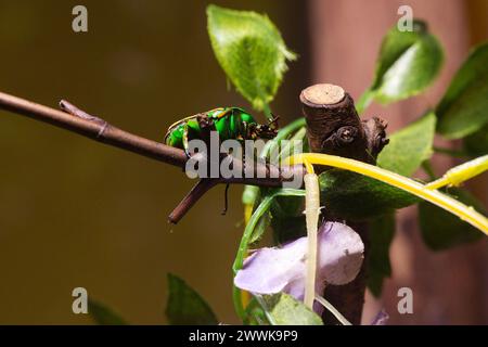 A Eudicella gralli flower beetle walking along a small branch or twig Stock Photo