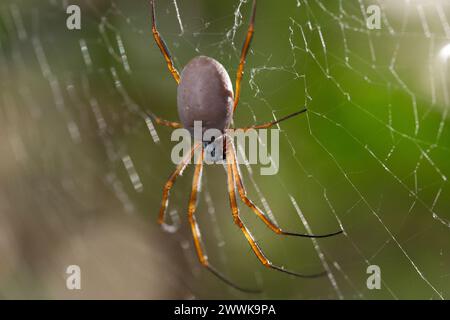 golden orb-weaver spider sitting in it's web Stock Photo