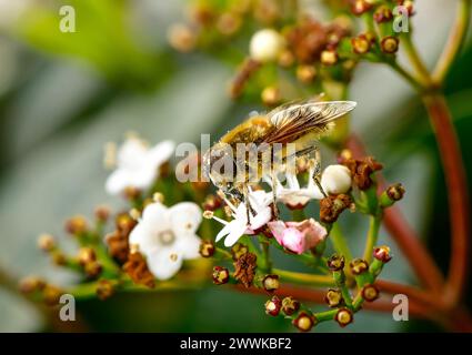 wild honey bee, Bee collecting pollen on white flowers in spring Stock Photo