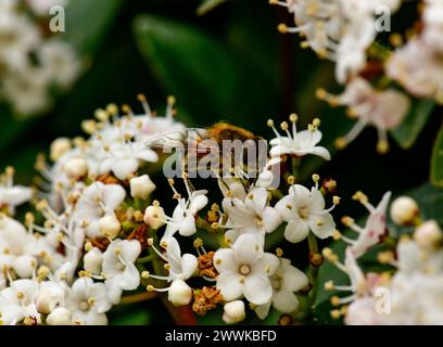 wild honey bee, Bee collecting pollen on white flowers in spring Stock Photo