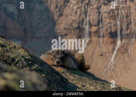 Close up of a hoary marmot ( Marmota caligata), sitting a top a rock in the sun at Edith Cavell Glacier Mountain in Jasper National Park during summer Stock Photo