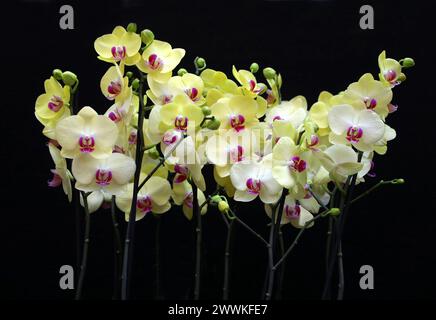 Moth Orchid, Phalaenopsis Limelight, Aeridinae, Orchidaceae. Phalaenopsis, also known as moth orchids, is a genus of about seventy species of plants i Stock Photo