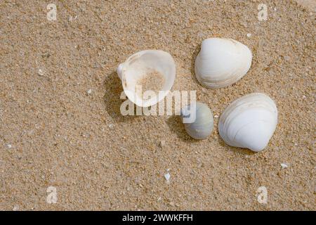 Close-up of seashells on a summer beach Stock Photo