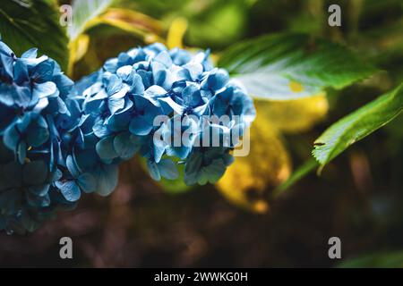 Description: Beautiful blue flowers photographed at a picturesque overgrown waterfall in Madeira rainforest. Levada of Caldeirão Verde, Madeira Island Stock Photo