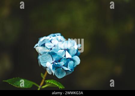 Description: Beautiful blue flowers photographed at a picturesque overgrown waterfall in Madeira rainforest. Levada of Caldeirão Verde, Madeira Island Stock Photo