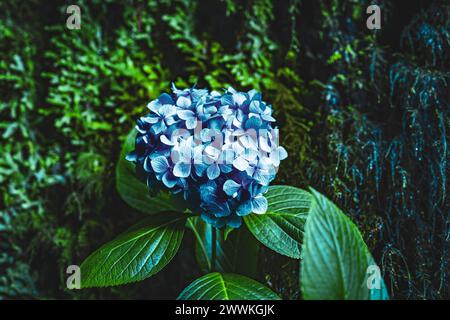 Description: Beautiful blue flowers photographed in a picturesque overgrown ravine in Madeira rainforest. Levada of Caldeirão Verde, Madeira Island, P Stock Photo