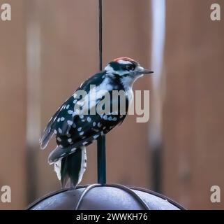 Male downy woodpecker perched on the cord of a jelly feeder in a backyard on a summer day in Taylors Falls, Minnesota USA. Stock Photo