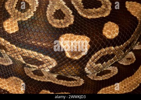 Mojave Ball Python (Python regius), Reptile Expo, Polk County Fairgrounds, Oregon Stock Photo