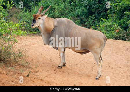 Big male eland antelope (Tragelaphus oryx) in natural habitat, Kruger National Park, South Africa Stock Photo