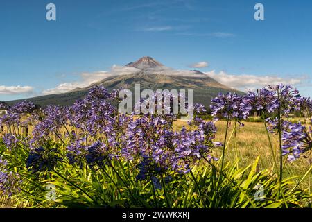 Lovely purple agapanthus flowers with volcanic Mount Taranaki in the background Stock Photo