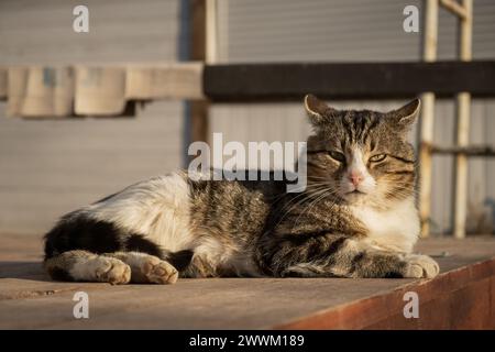 The cat is basking in the sun. Funny striped gray-white kitten enjoys the warm rays of the sun. Street yard cat close-up. The concept of spring, warmt Stock Photo