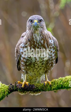 Buzzard (Buteo Buteo) Uk Stock Photo