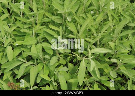 salvia plants from small home herbal farm as nice background Stock Photo