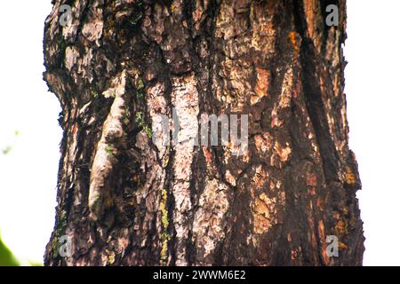 Nature's Texture: A close-up photo capturing the intricate details and rough texture of a majestic tree trunk in the great outdoors. Stock Photo