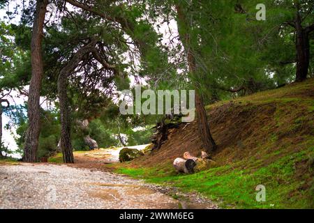 Pine-lined Path: A picturesque road winding through a serene landscape of tall pine trees, inviting you on a peaceful journey through nature Stock Photo