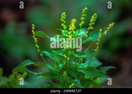 Delight in the charming sight of beautiful yellow small flowers adorning their green branches, creating a vibrant and cheerful scene in nature's tapes Stock Photo