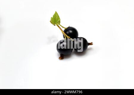 Three currant berries on one branch with a green leaf lie on a white background. Stock Photo