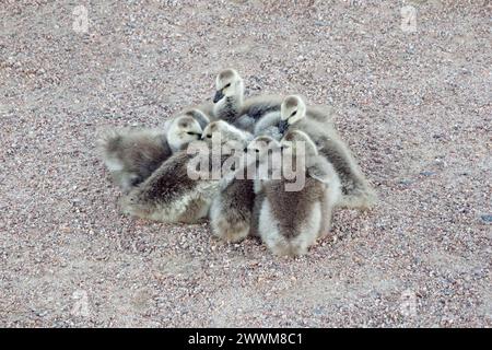 Brood of baby Barnacle geese, Branta Leucopsis, bunch together to keep warm through the chilly summer night. Stock Photo