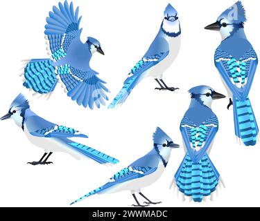 Collection of blue jay bird in colour image Stock Vector