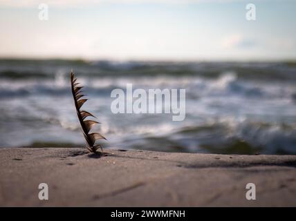 A single feather on a sandy beach with an ocean backdrop Stock Photo