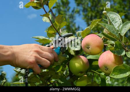 Gardener pruning fruit apple tree in summer. Summer apple tree pruning. Stock Photo