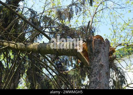 Wind damage of spruce tree. Fallen fir tree trunk after wind storm Stock Photo